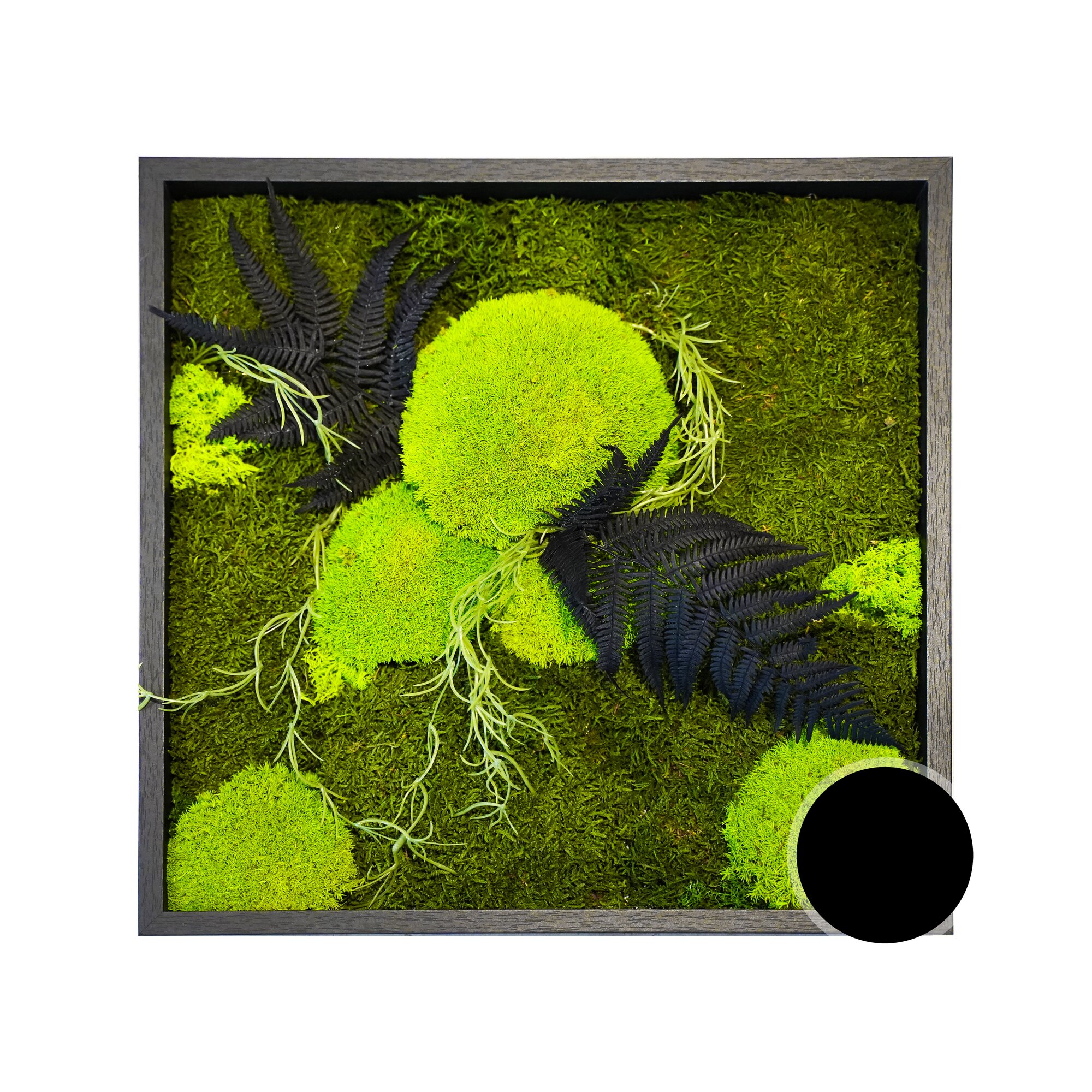 designline »Moos« Wald und Wiese Moosbild 39x39 cm – erhältlich in 2 Ausführungen