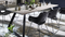 Bodahl Concept4You »Oslo« Massivholz Esstisch Ash
