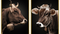 La Casa »Cow Portaits« Glasbilder 30x40 cm 2er-Set