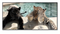 La Casa »Puma and Gepard in the pool« Glasbild 160x80 cm